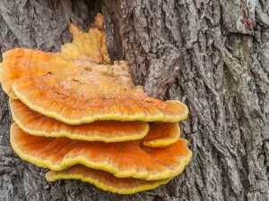 Chicken of the Woods