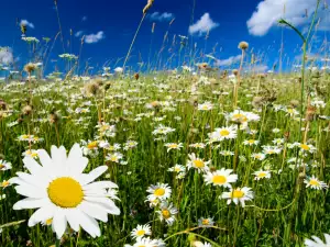 Chamomile field