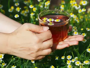 Why is it Important to Drink Chamomile Tea Regularly?