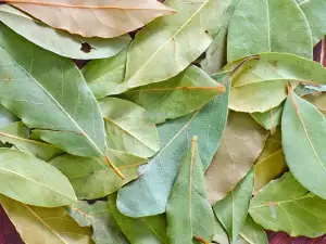 Varieties of Bay Leaf