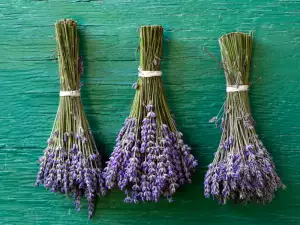 Folk Medicine with Lavender