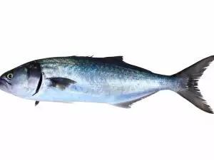 Bluefish