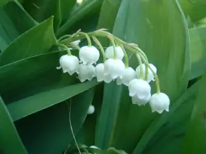 Lily of the Valley