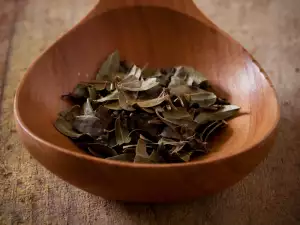 Bearberry leaves