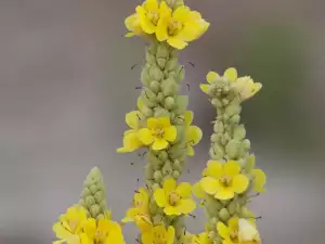 Mullein herb