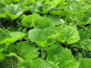 Common Butterbur