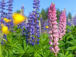 Lupine flowers