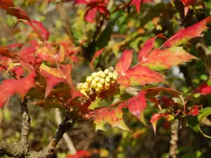 Mahonia Shrub