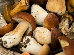 Porcini Mushrooms