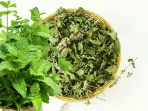 How to Dry Mint?