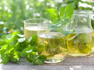 Mint Tea - Benefits and Harms