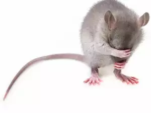 Mouse