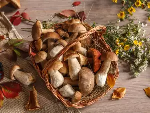 How to Store Mushrooms for a Longer Time?