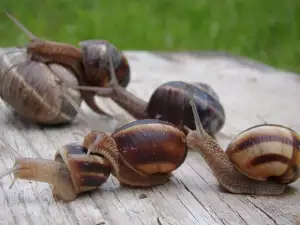 Snail Compress for Removing Bone Spurs