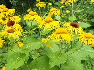 Elecampane