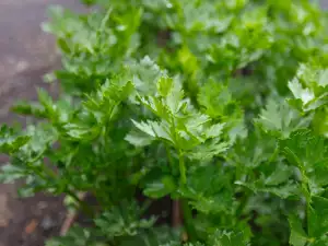 What Does Parsley Contain and Why Should We Consume More of it?