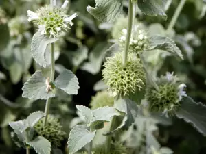 Common Horehound