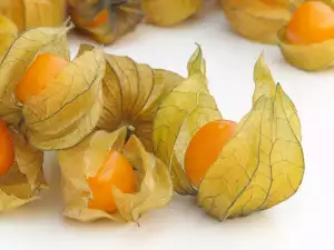 Physalis