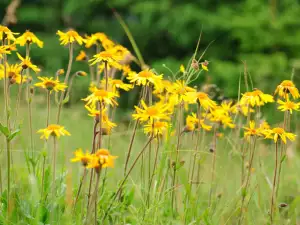 Arnica Montana