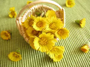 Coltsfoot