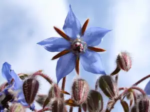 Borage Against Bronchitis and Colds