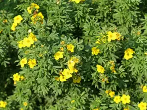 Potentilla remedies