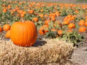 Growing Pumpkins