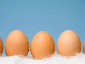 eggs and feathers