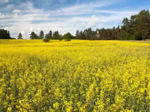 Rapeseed