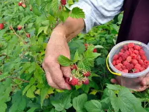 Growing Raspberries