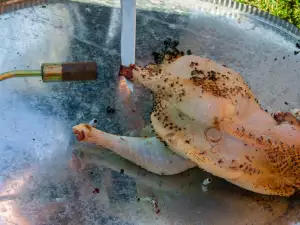 How to Clean a Chicken?