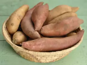 Wild Yams