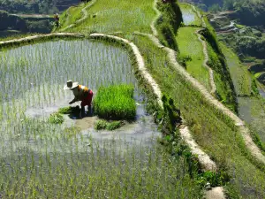 rice plantation