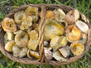 Saffron Milkcap