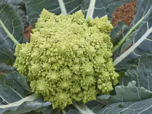 Romanesco Broccoli