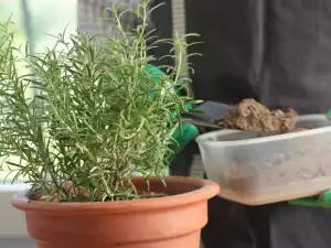 How to Grow Rosemary in a Pot