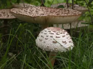 Parasol Mushroom