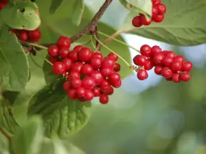 Schisandra Chinese Lemon Tree