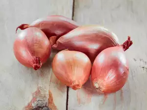 Shallot - Benefits and Uses