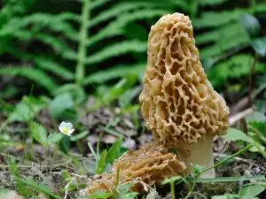 Common Morel