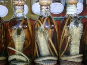 Snake Wine