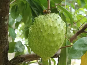 Soursop fruit