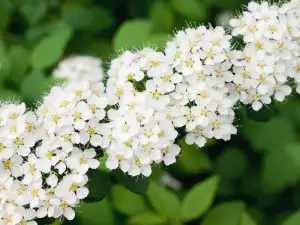 Spiraea