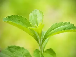 stevia plant