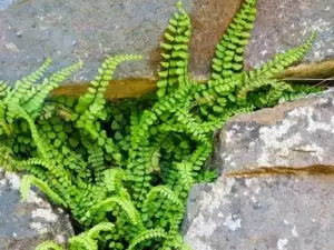 Spleenwort