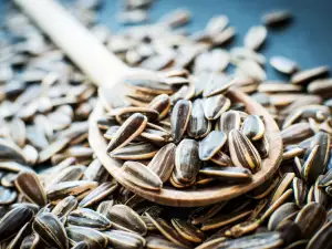 Useful Properties of Sunflower Seeds