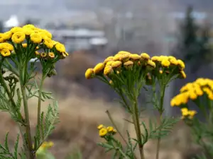 tansy herb