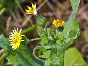 Blessed Thistle