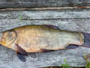 Tench