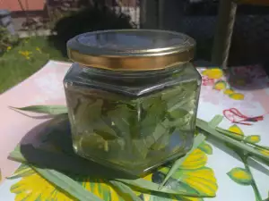 Wild Garlic Tincture